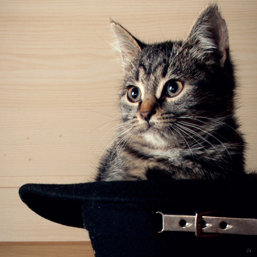 Кот сидит в черной шляпе