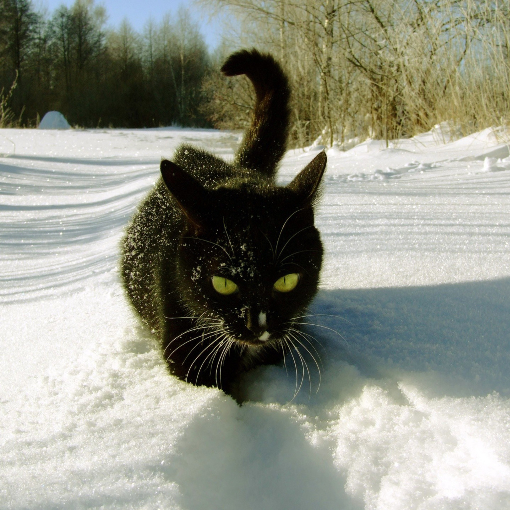 Кошка гуляет по снегу