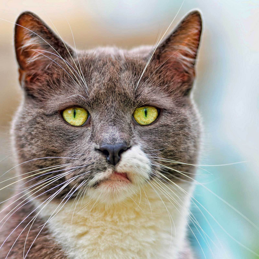 Кот с ухмылкой