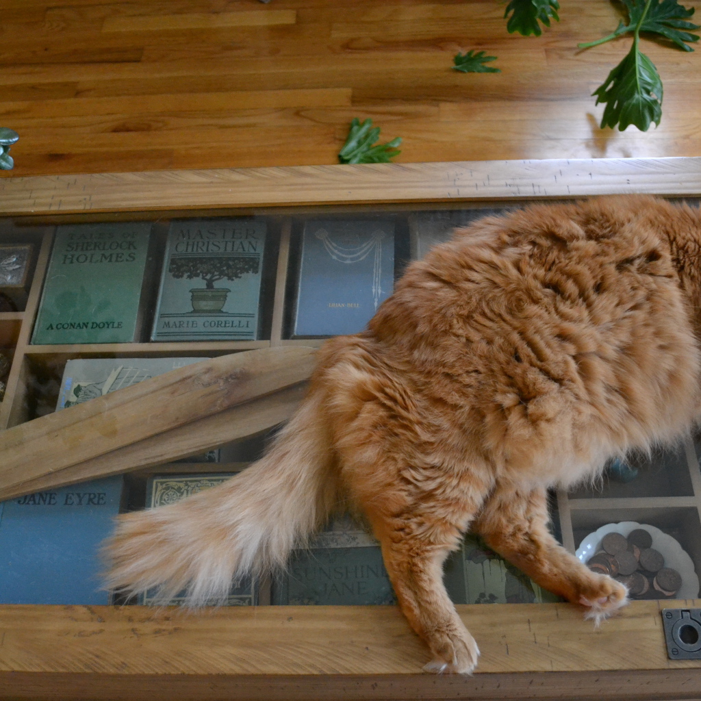 Толстый рыжий кот спит на столе