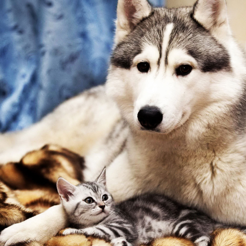 Большой пёс и маленький кот