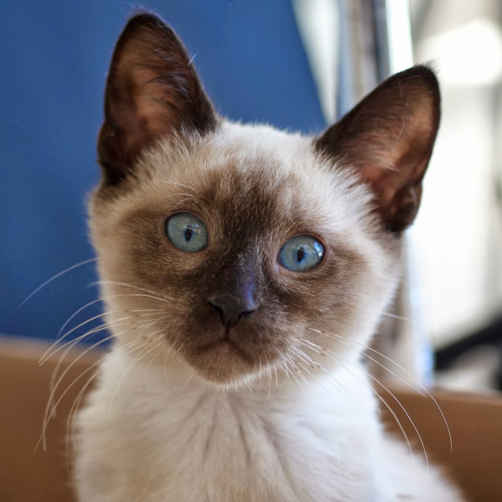 Маленький удивлённый сиамский кот