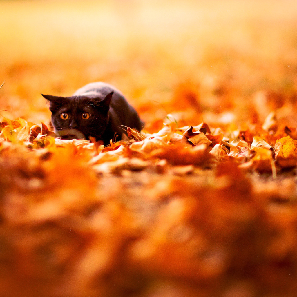 Маленький чёрный кот охотится осенью