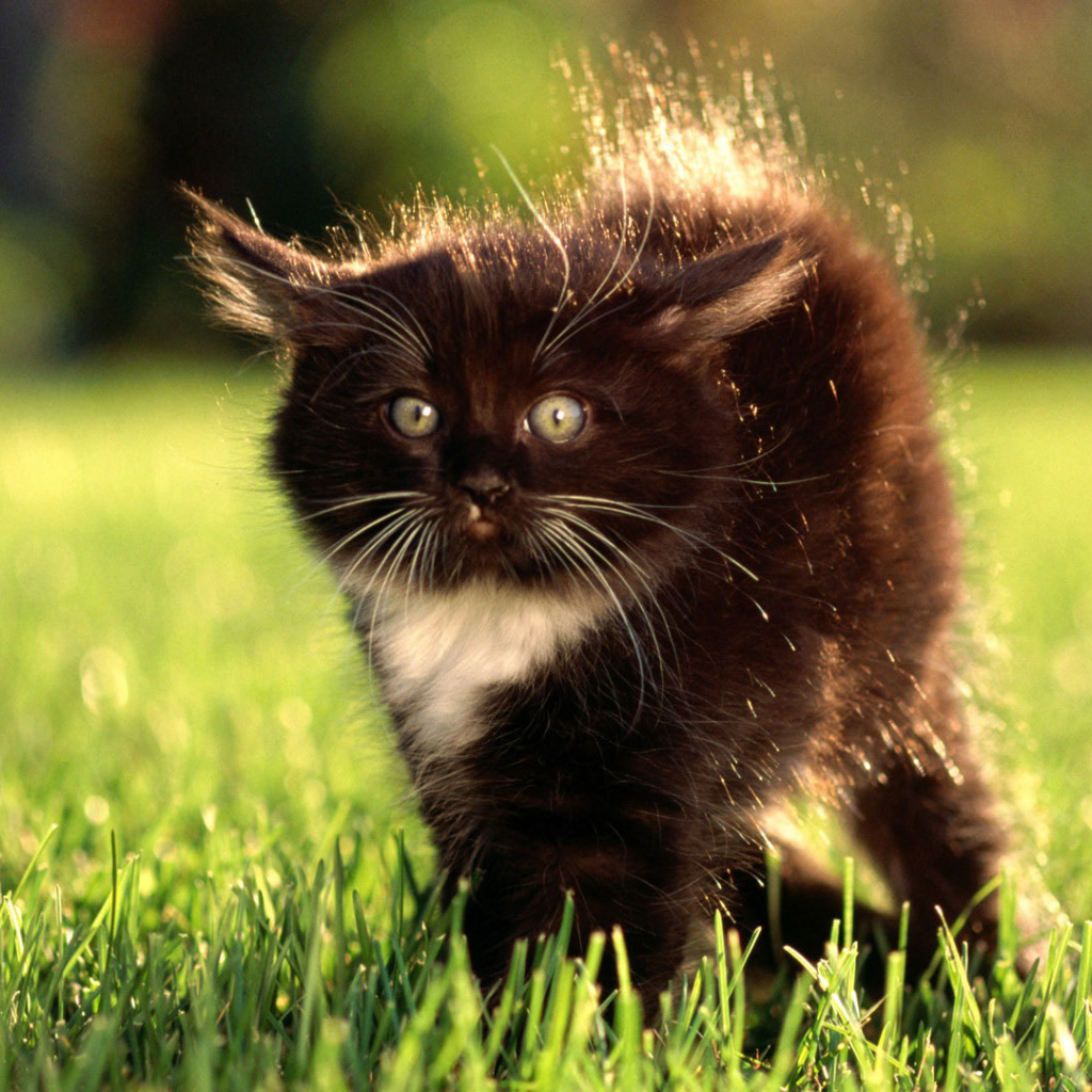 Маленький чёрный кот с белым пятнышком испугался