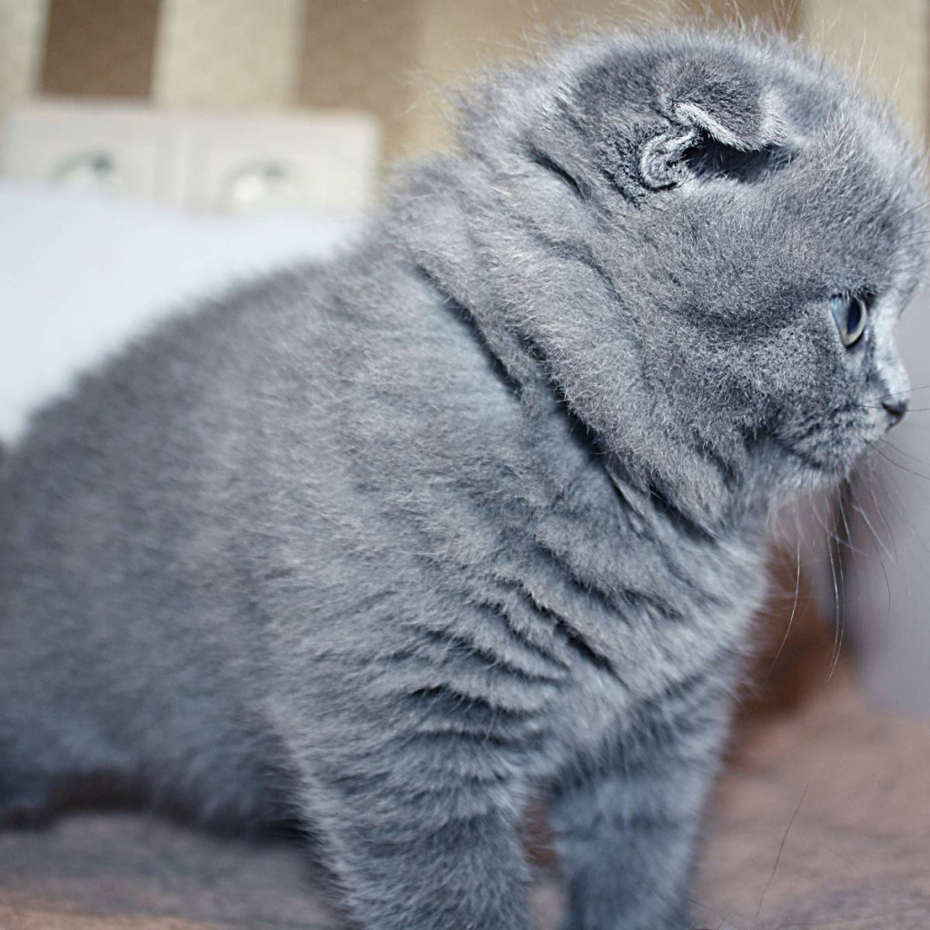 Маленький серый шотландский вислоухий кот