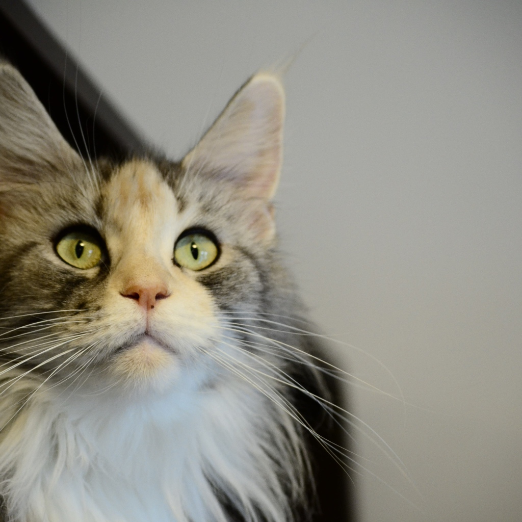 Молодой кот мейн-кун куда-то пристально смотрит