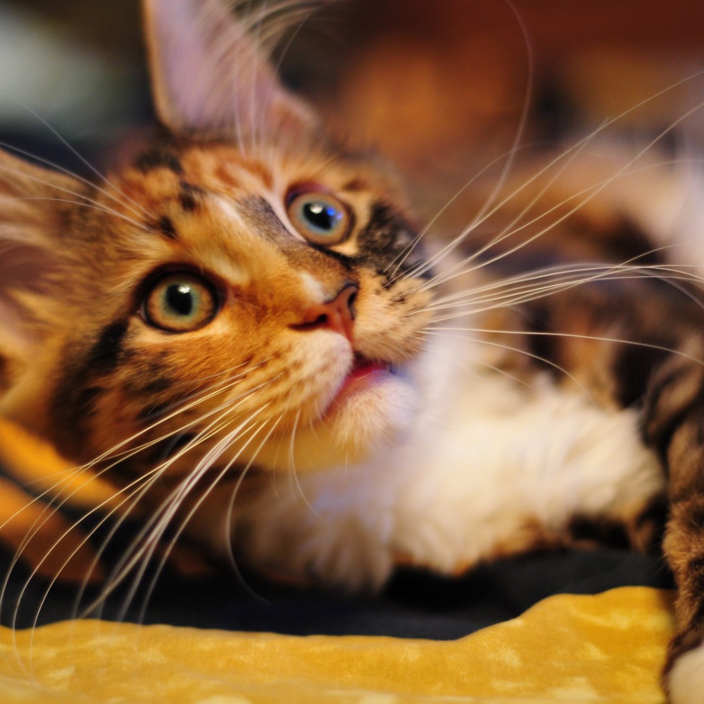 Молодой кот мейн-кун с игривым взглядом