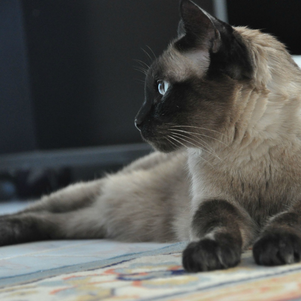 Взрослый сиамский кот отдыхает