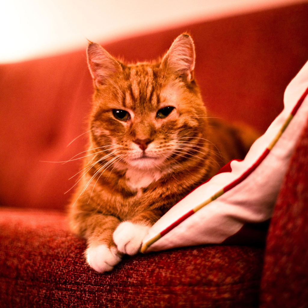 Взрослый рыжий кот на диване