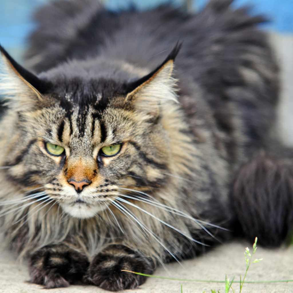 Злой, но красивый кот мейн-кун