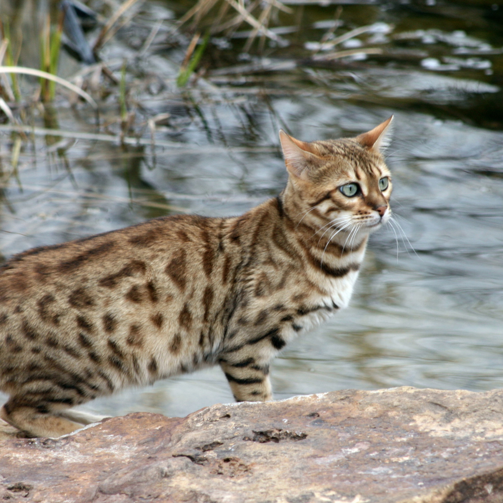 Красивый бенгальский кот на фоне водоёма