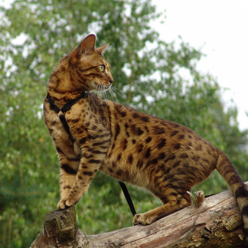 Красивый бенгальский кот на дереве