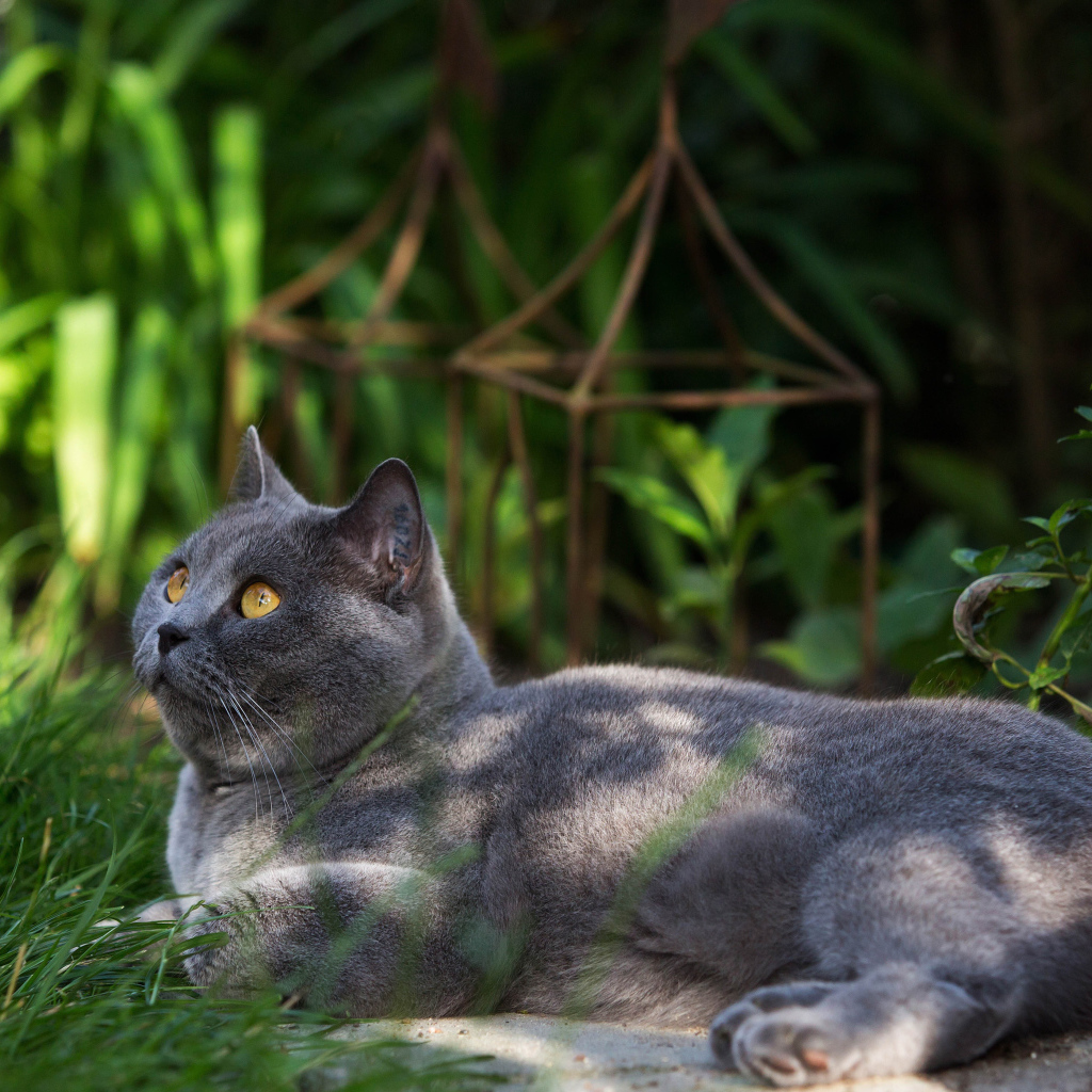 Красивый британский кот на траве