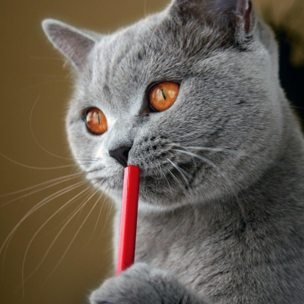 Красивый британский кот задумался