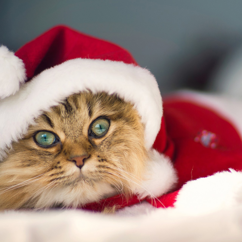 Красивый новогодний кот