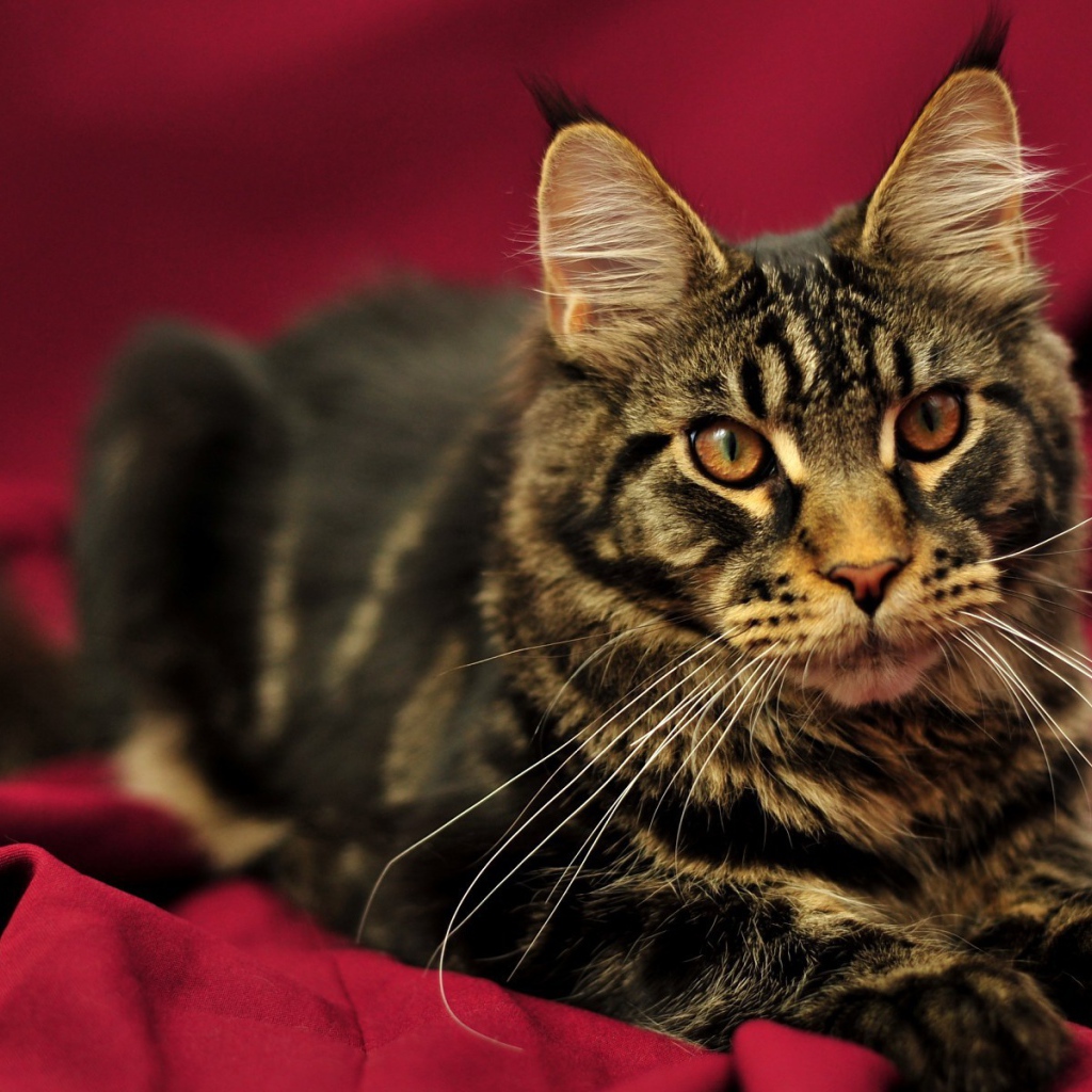 Красивый кот мейн-кун с коричневыми глазами