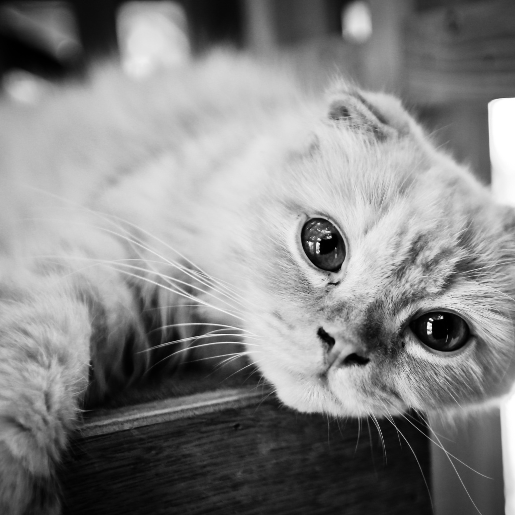 Красивый шотландский вислоухий кот, черно-белое фото