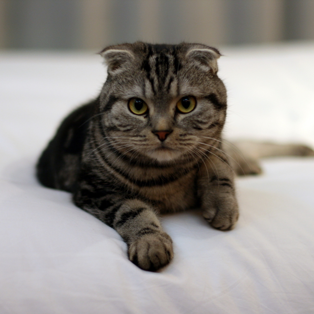 Красивый шотландский вислоухий кот с зелёными глазами в на кровати