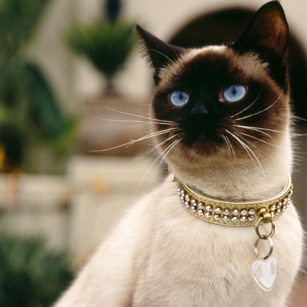 Красивый сиамский кот