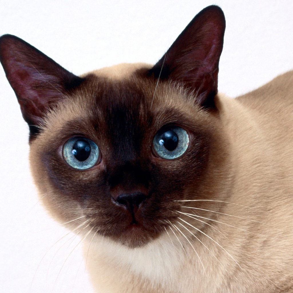 Beautiful Siamese cat closeup