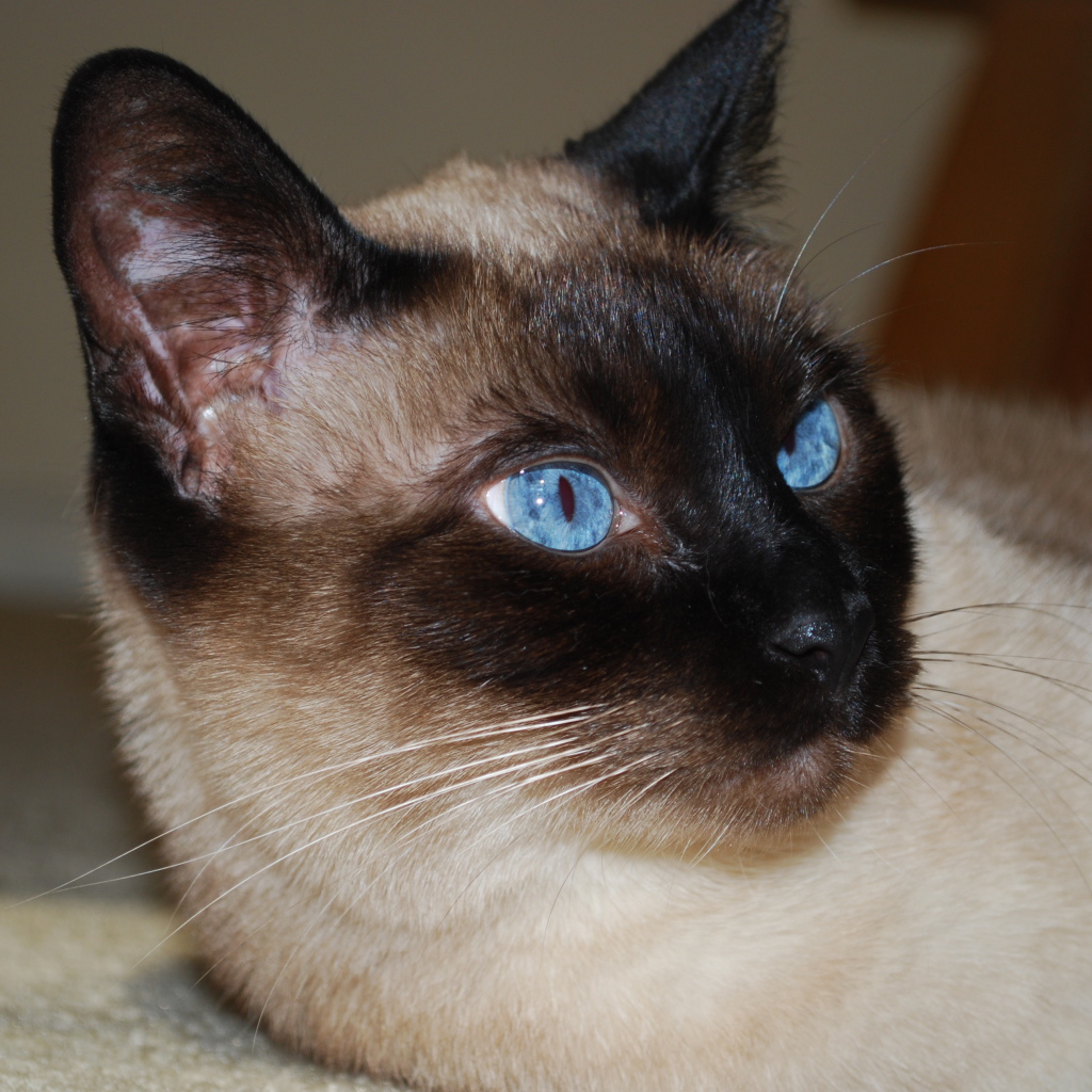 Красивый сиамский кот отдыхает