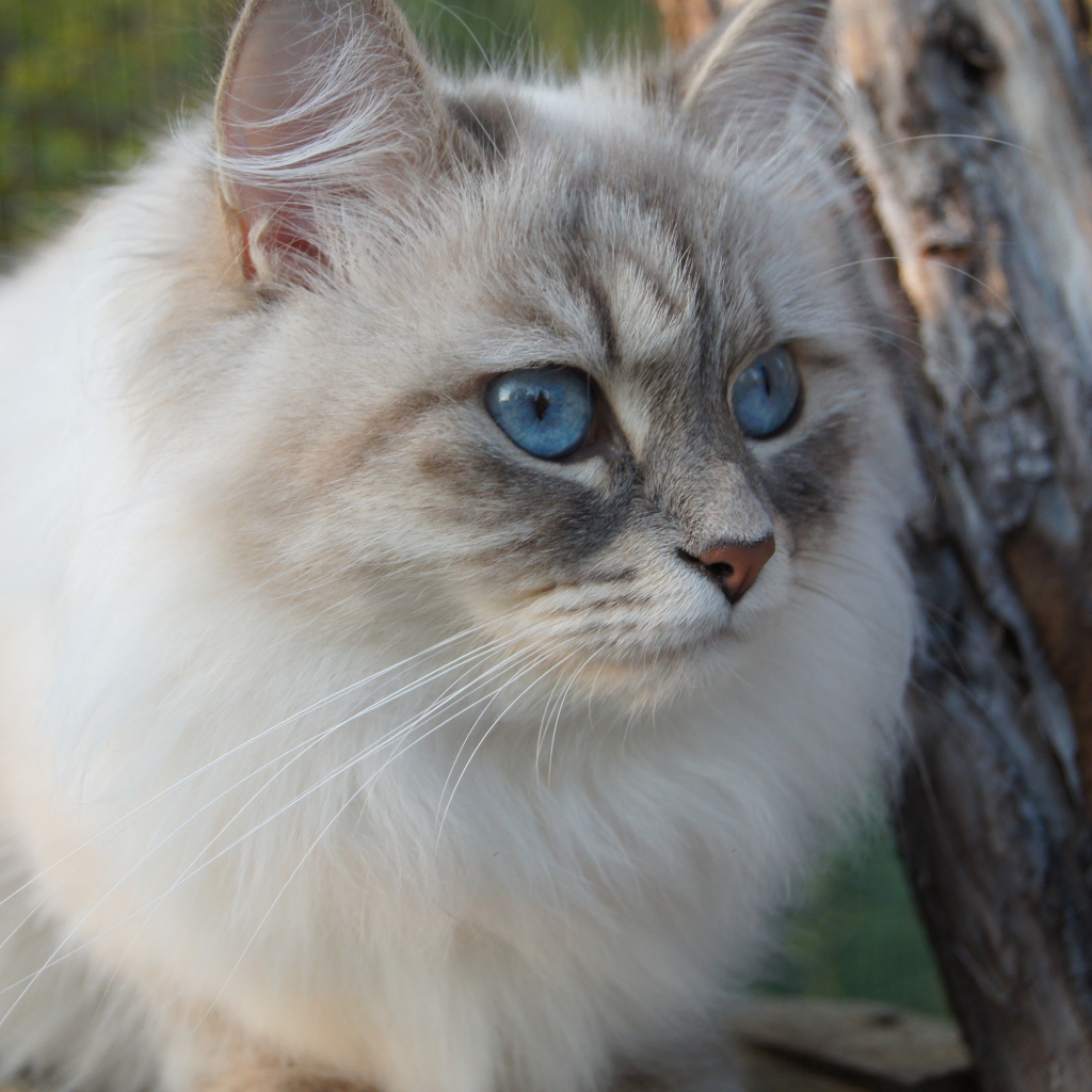 Красивый сибирский кот среди деревьев