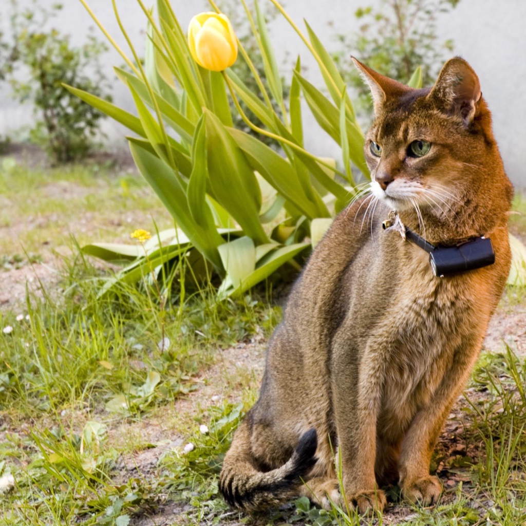 Красивая абиссинская кошка