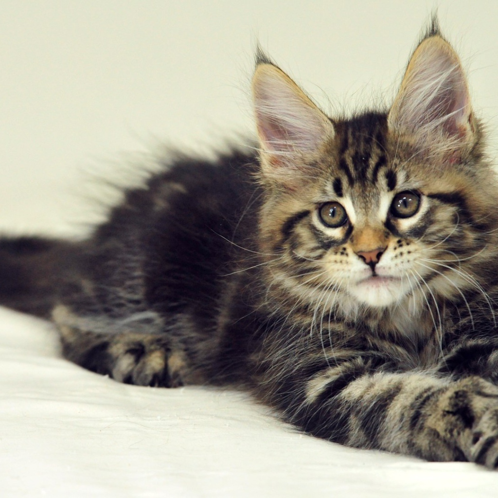 Красивый малыш мейн-кун на кровати