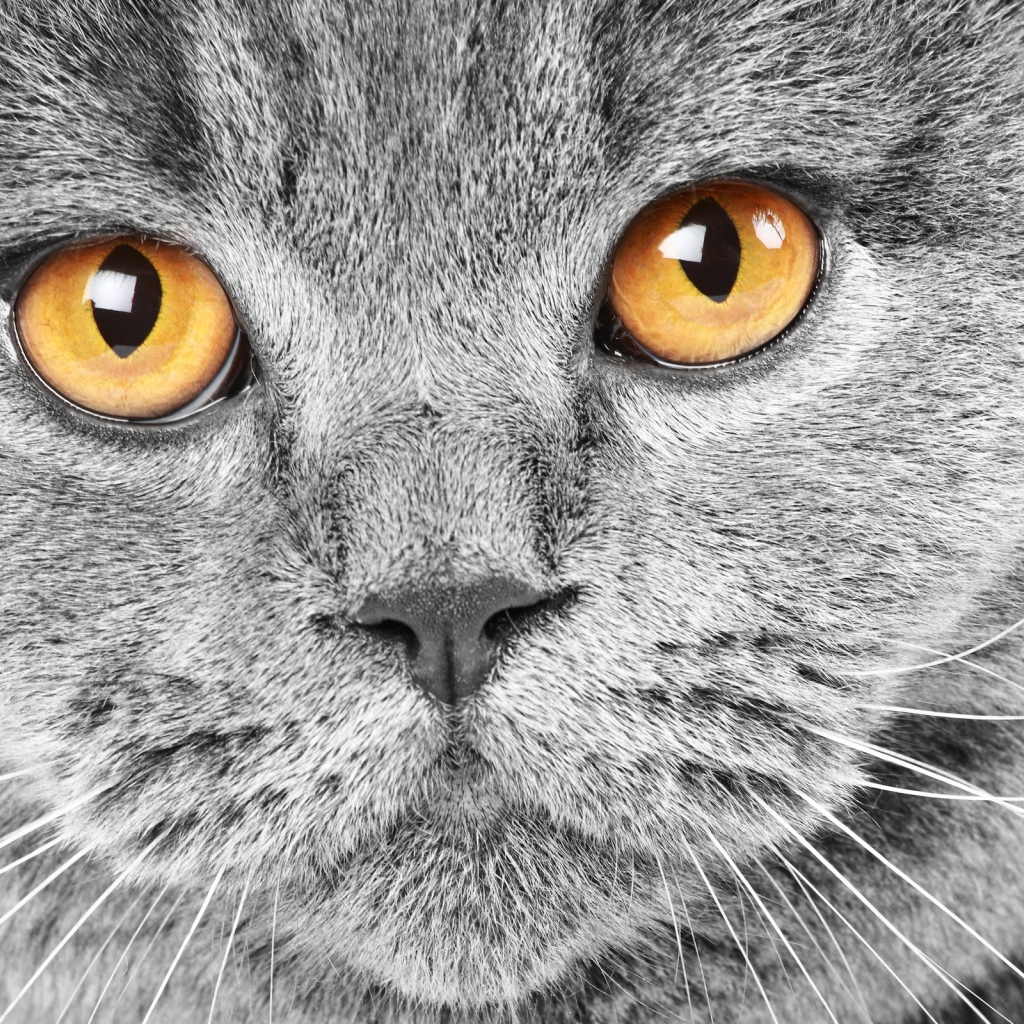 Красивый британский кот крупным планом