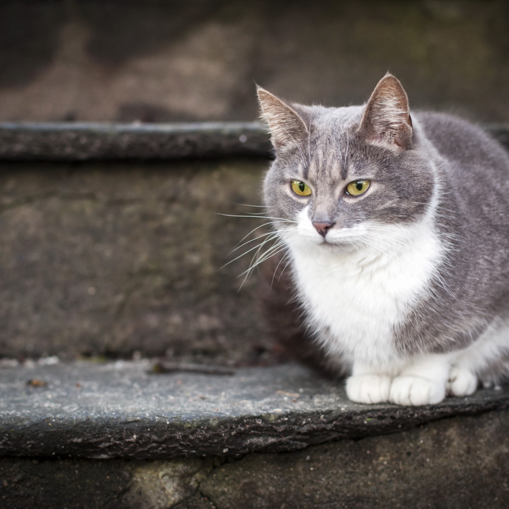 Красивый кот на ступеньках