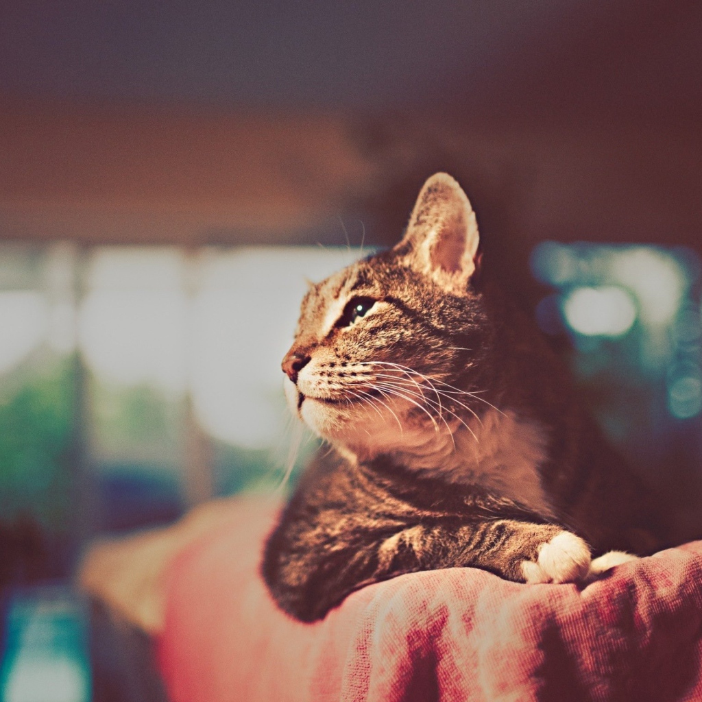 Красивый кот отдыхает