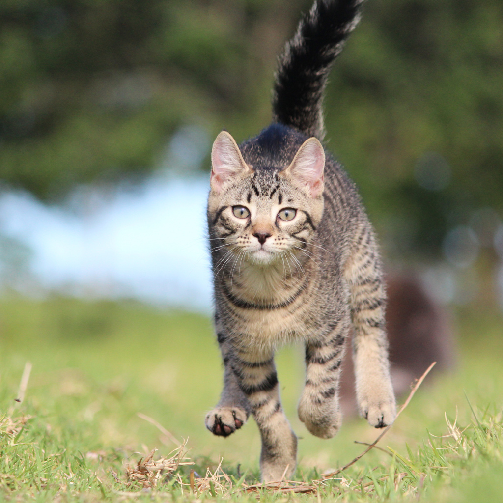 Красивый кот бежит к хозяину
