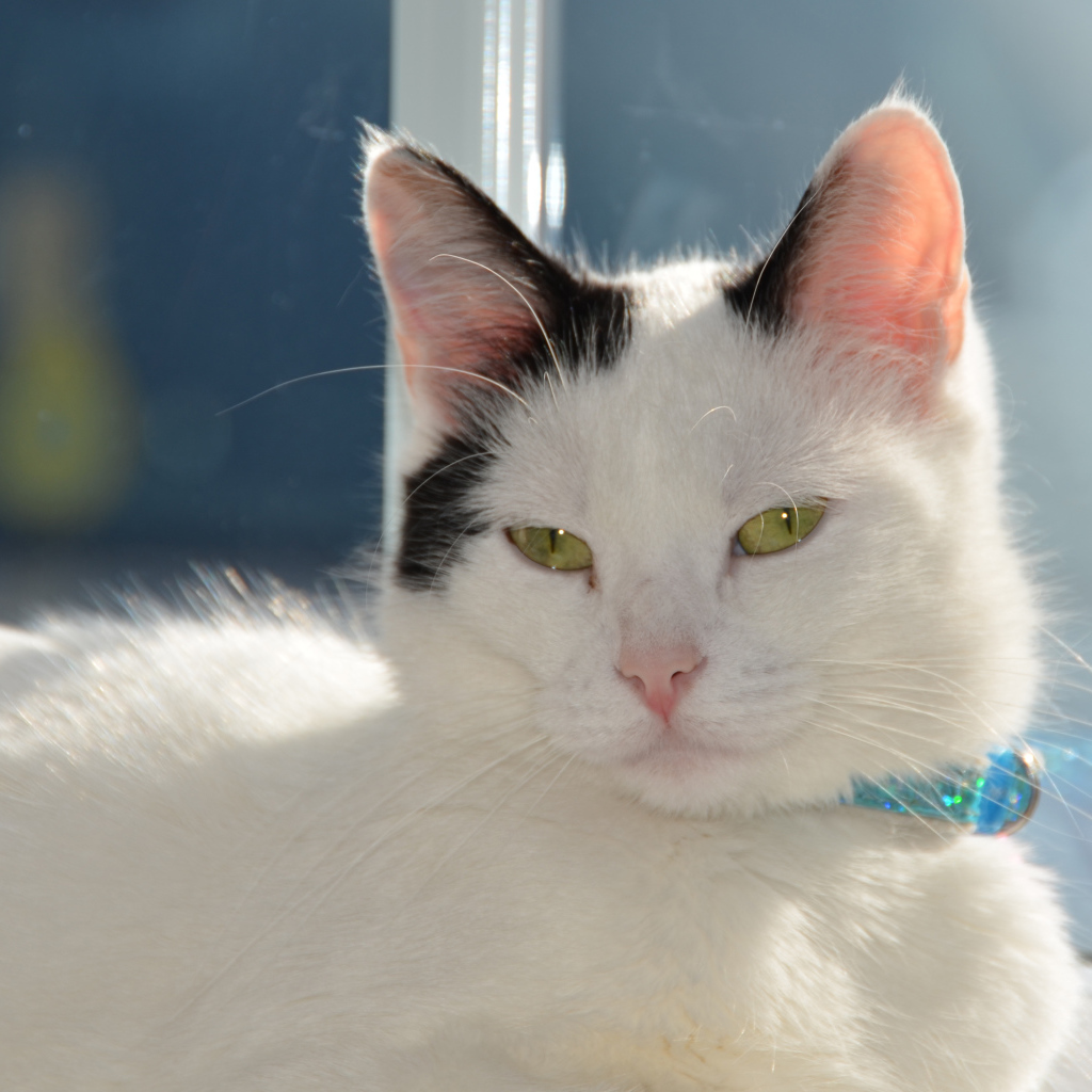 Красивый кот с голубым ошейником