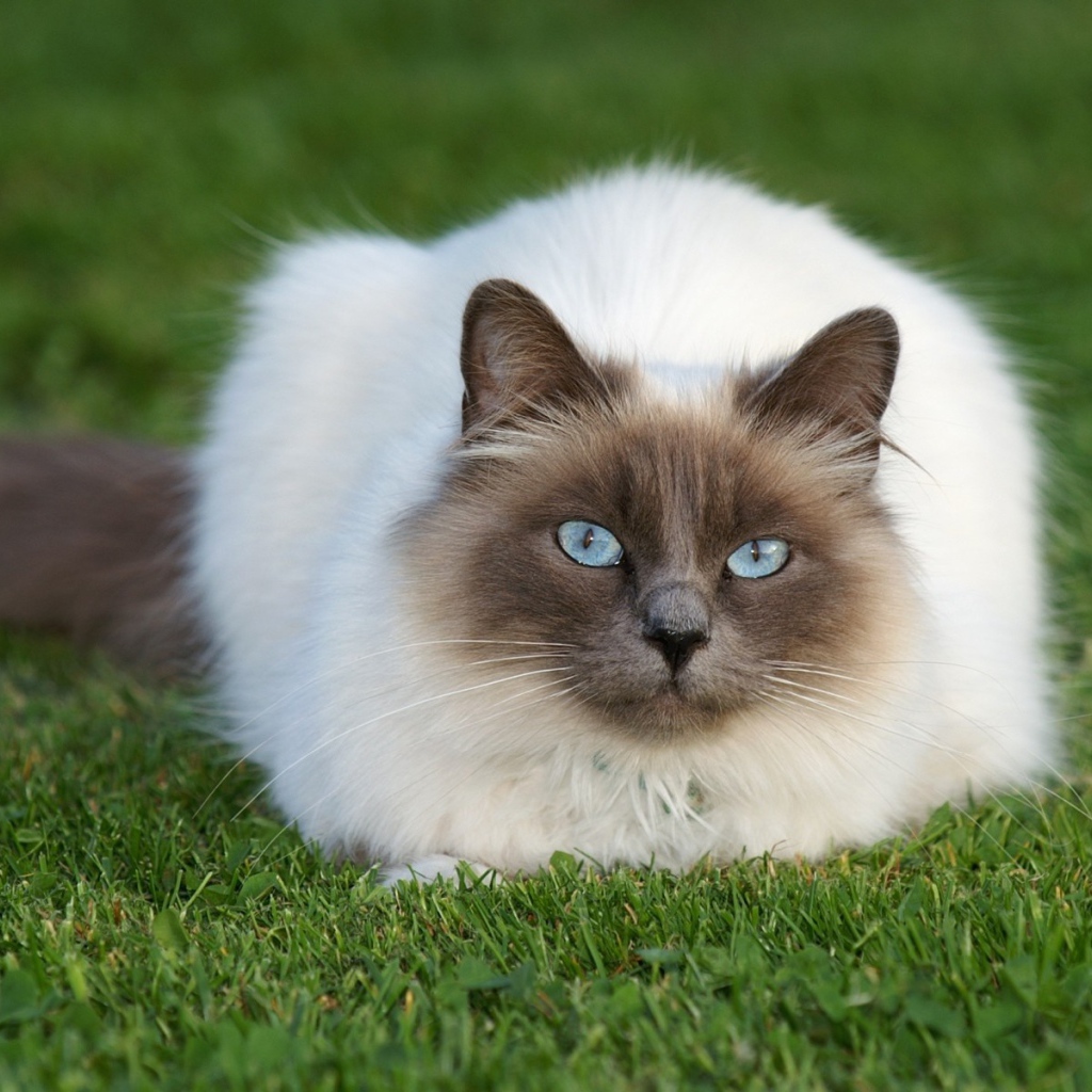 Beautiful fluffy Siamese cat on grass