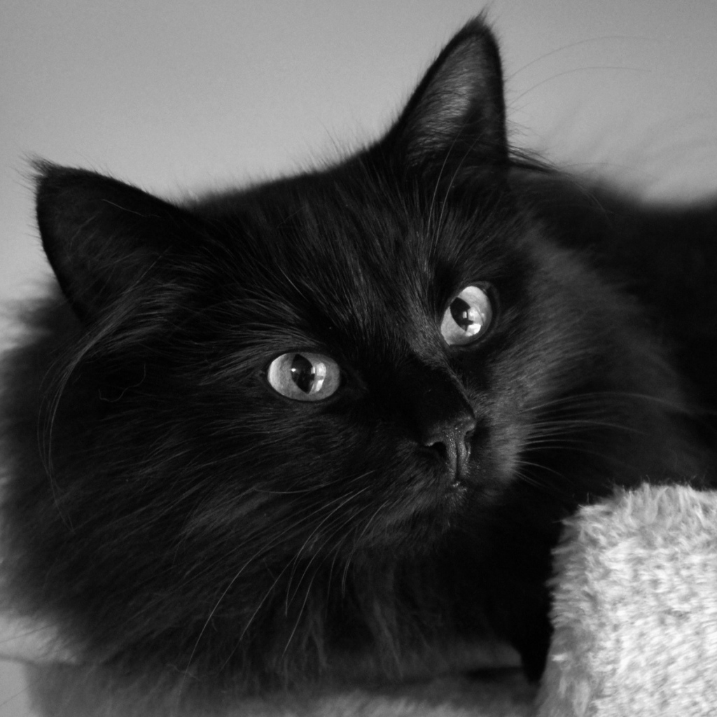 Пушистый красивый чёрный кот