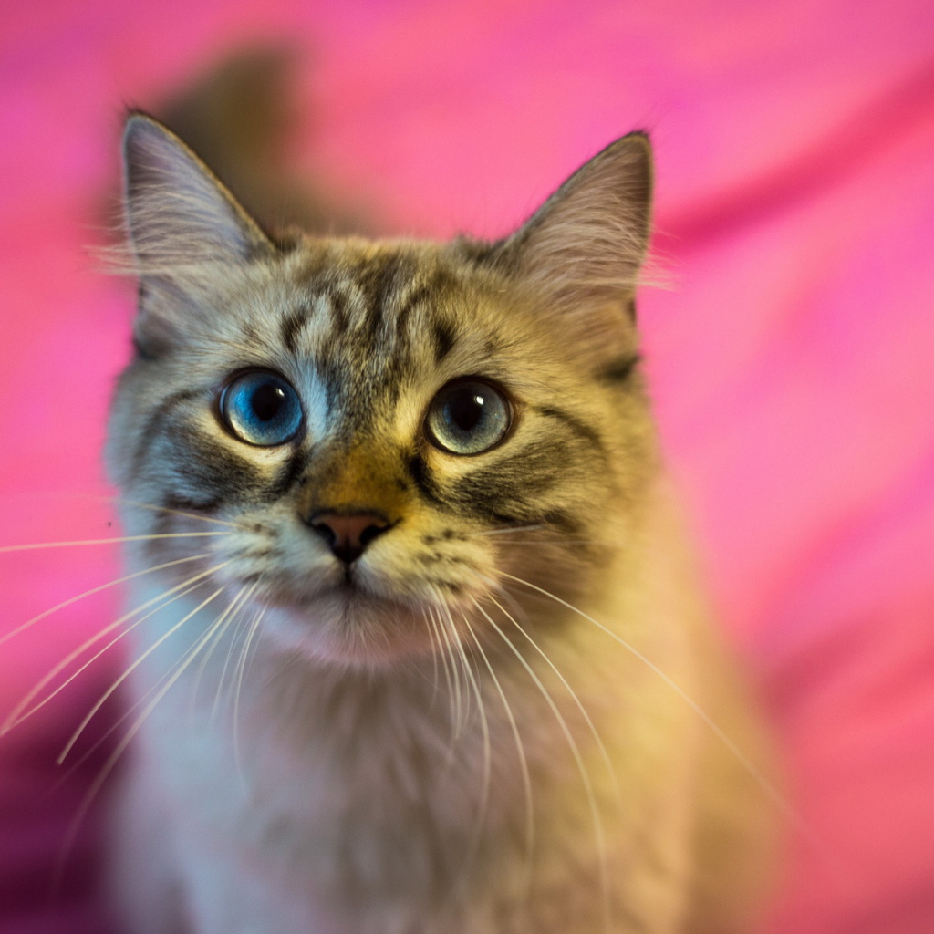 Красивый пушистый кот на розовом фоне