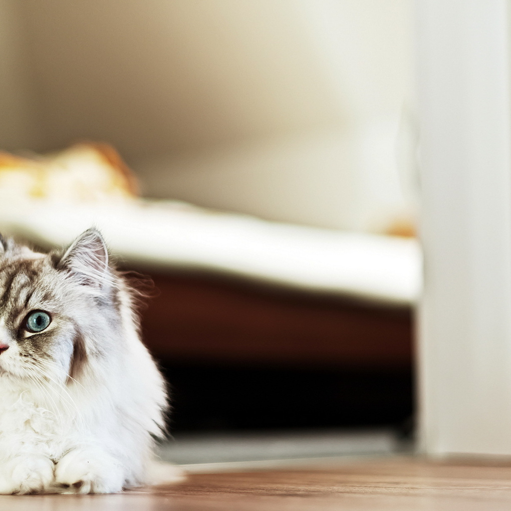 Пушистый красивый кот удивлённо смотрит