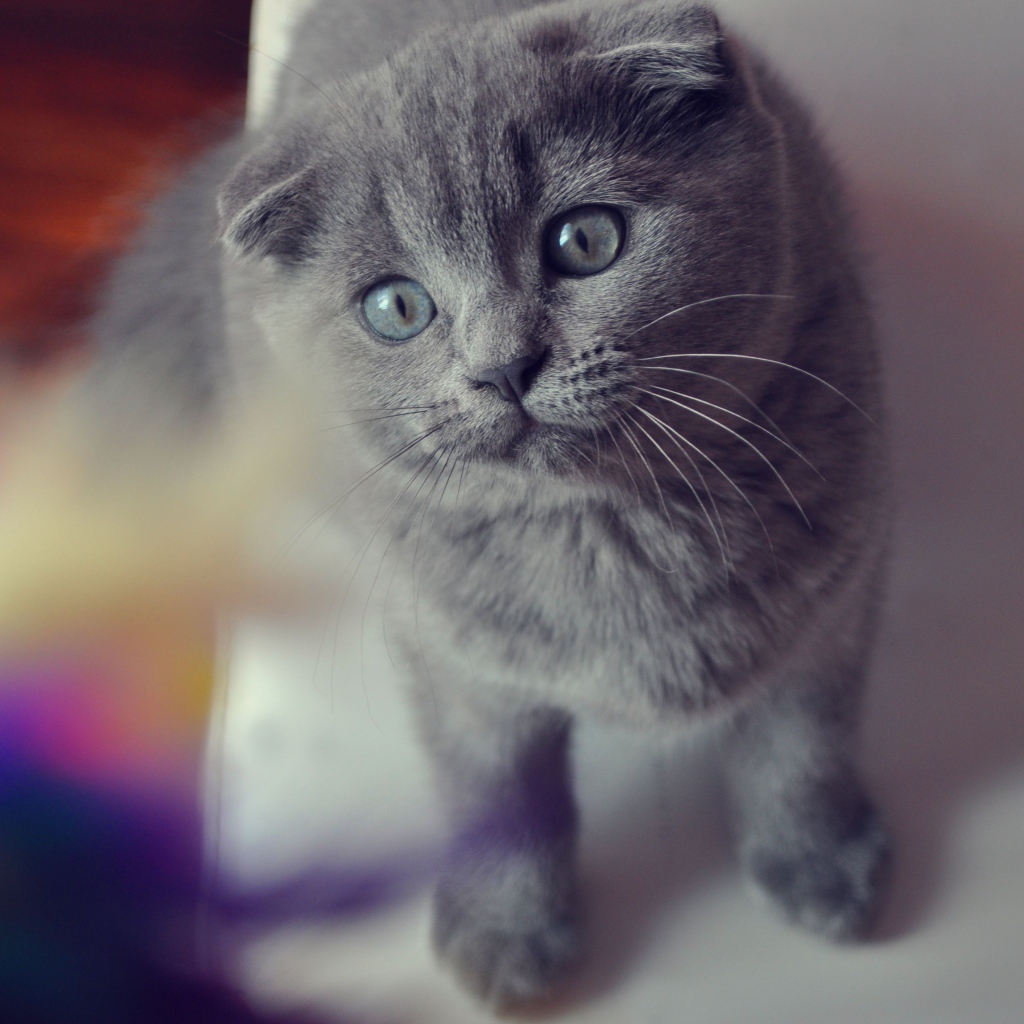 Красивый серый шотландский вислоухий кот с серыми глазами