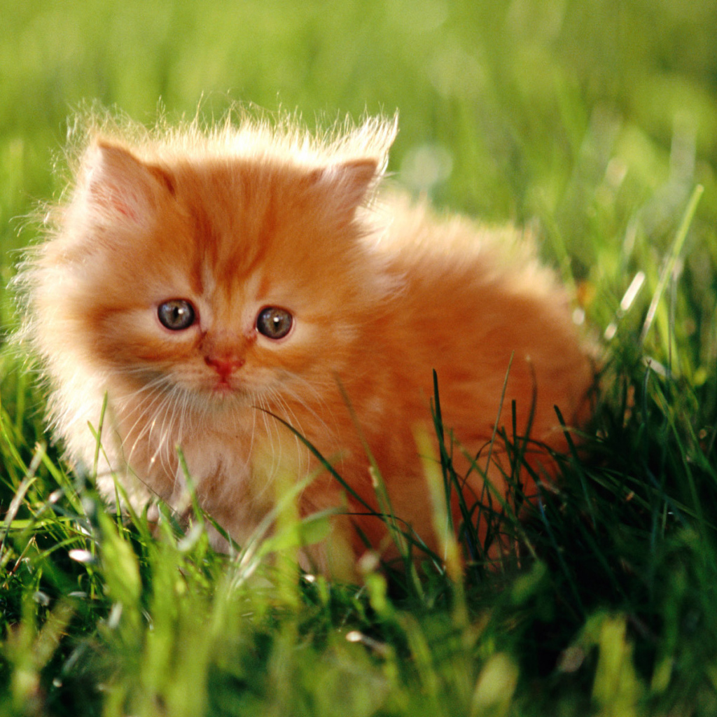 Красивый маленький рыжий кот на траве