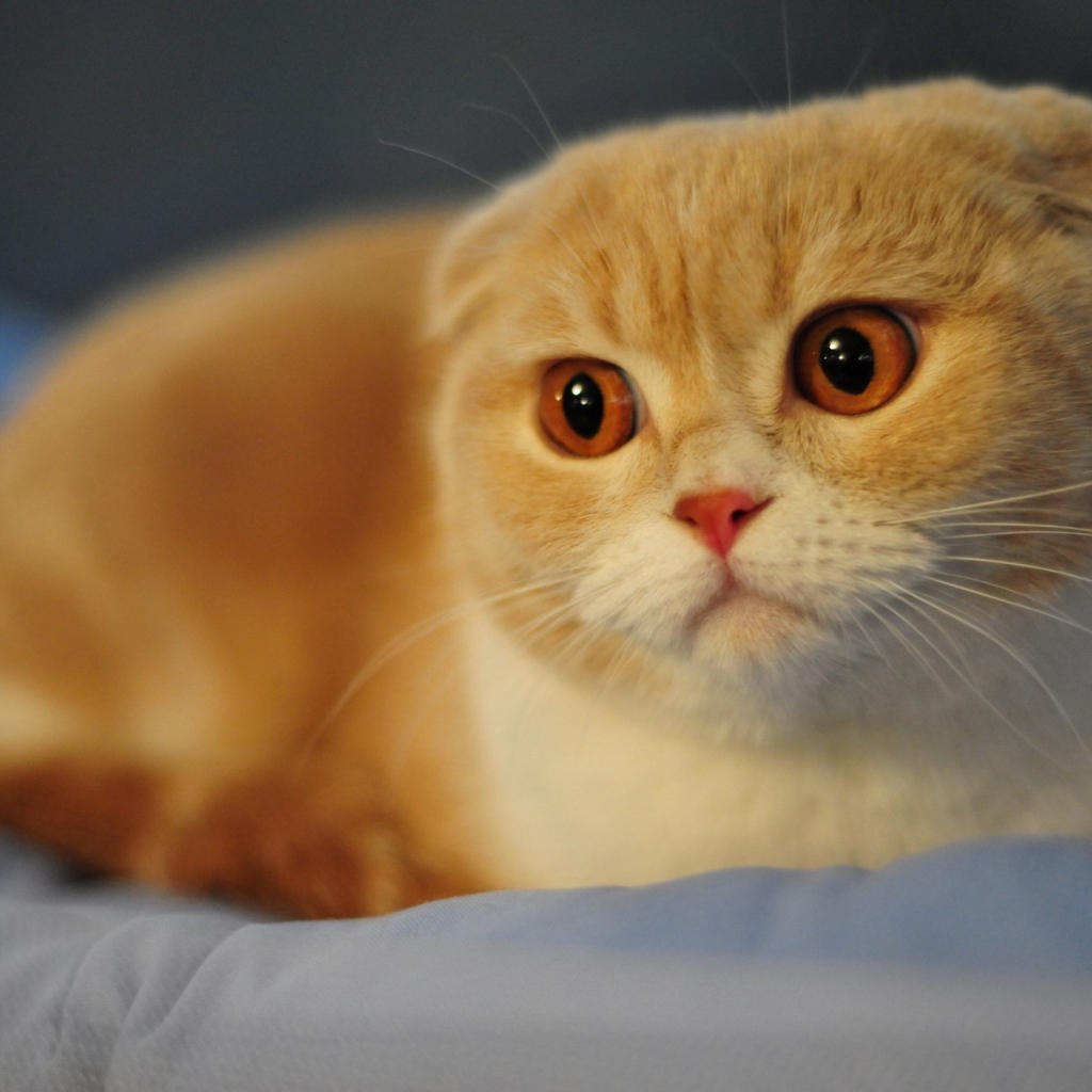 Красивый вислоухий рыжий кот