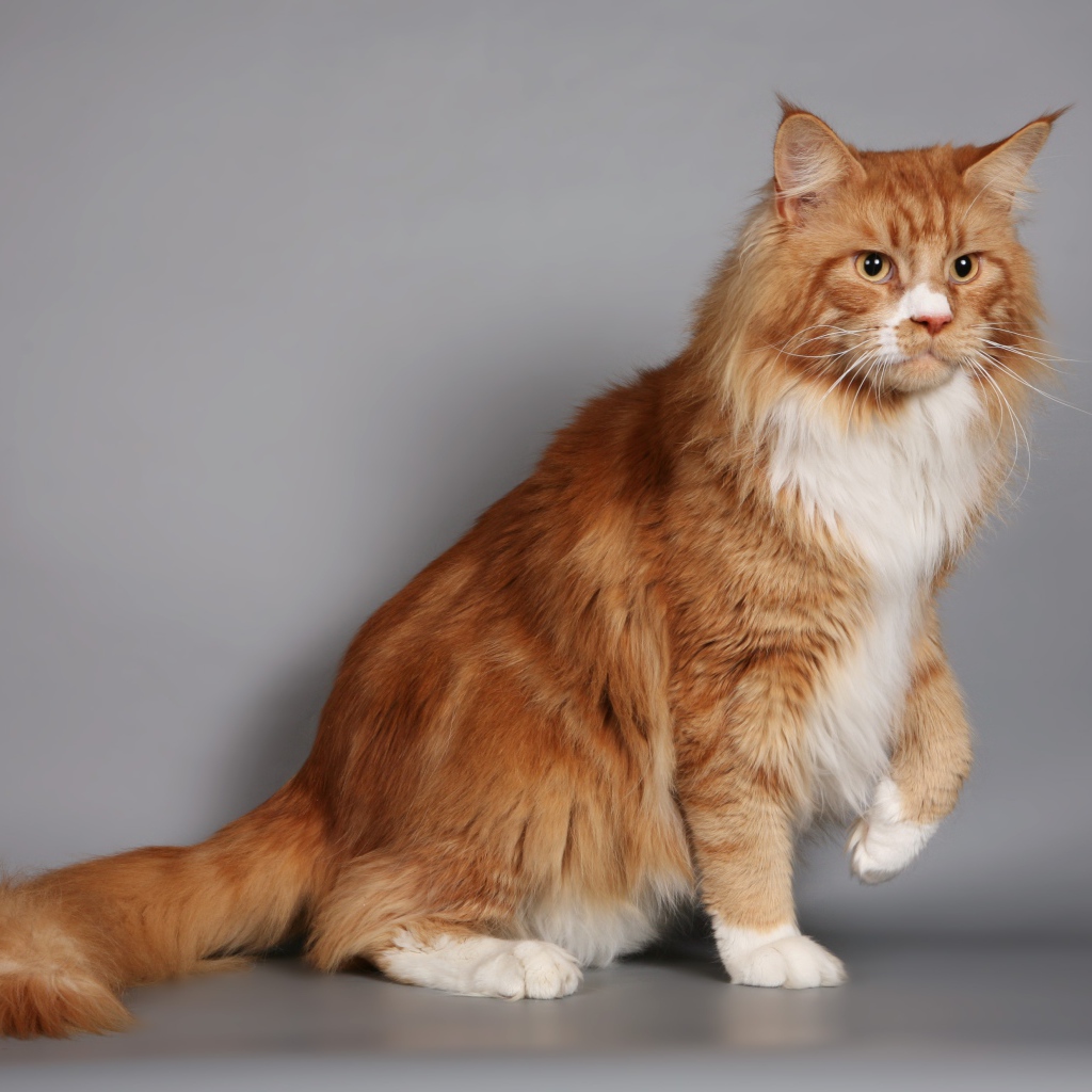 Красивый рыжий кот мейн-кун с белой грудкой