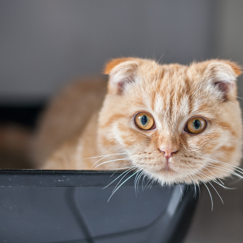 Рыжий красивый шотландский вислоухий кот