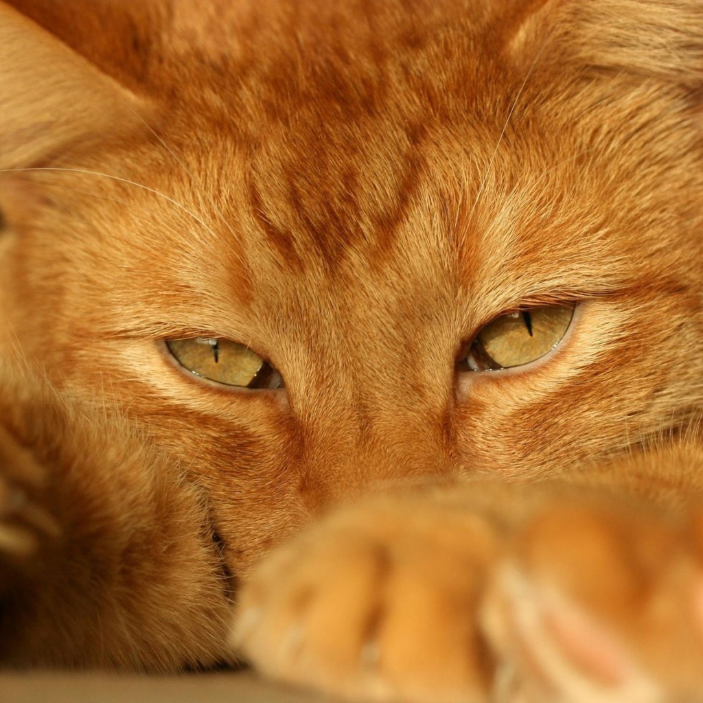 Рыжий красивый кот крупным планом