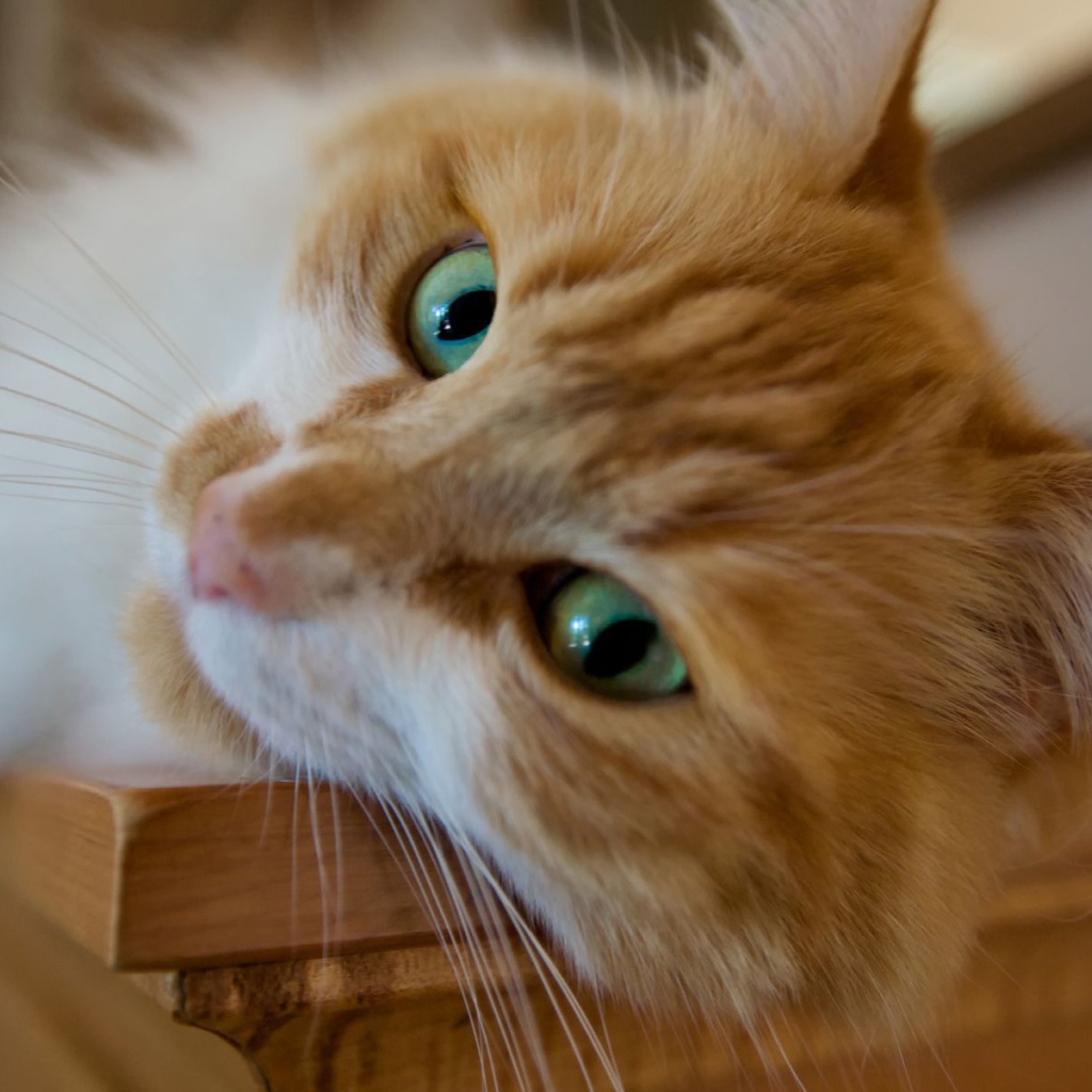 Красивый рыжий зеленоглазый кот мейн-кун крупным планом