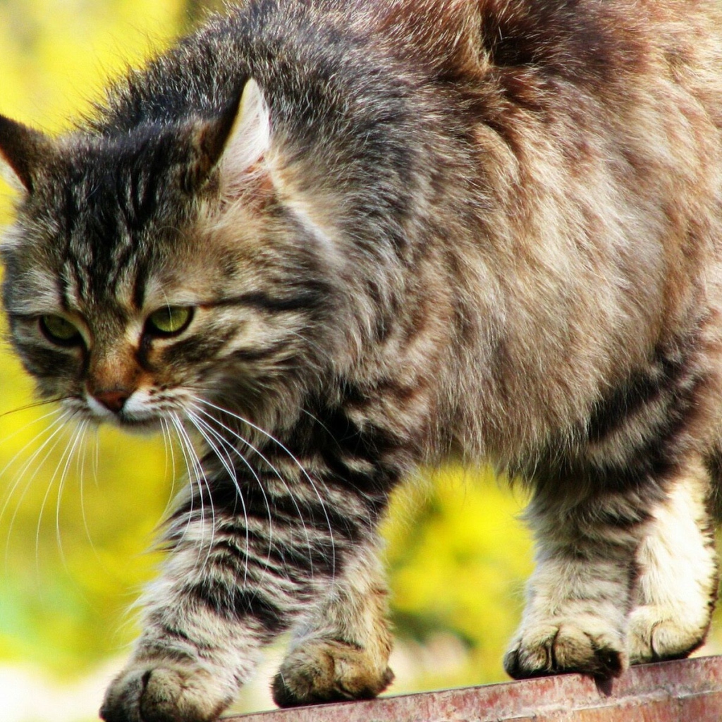 Красивый серьёзный сибирский кот