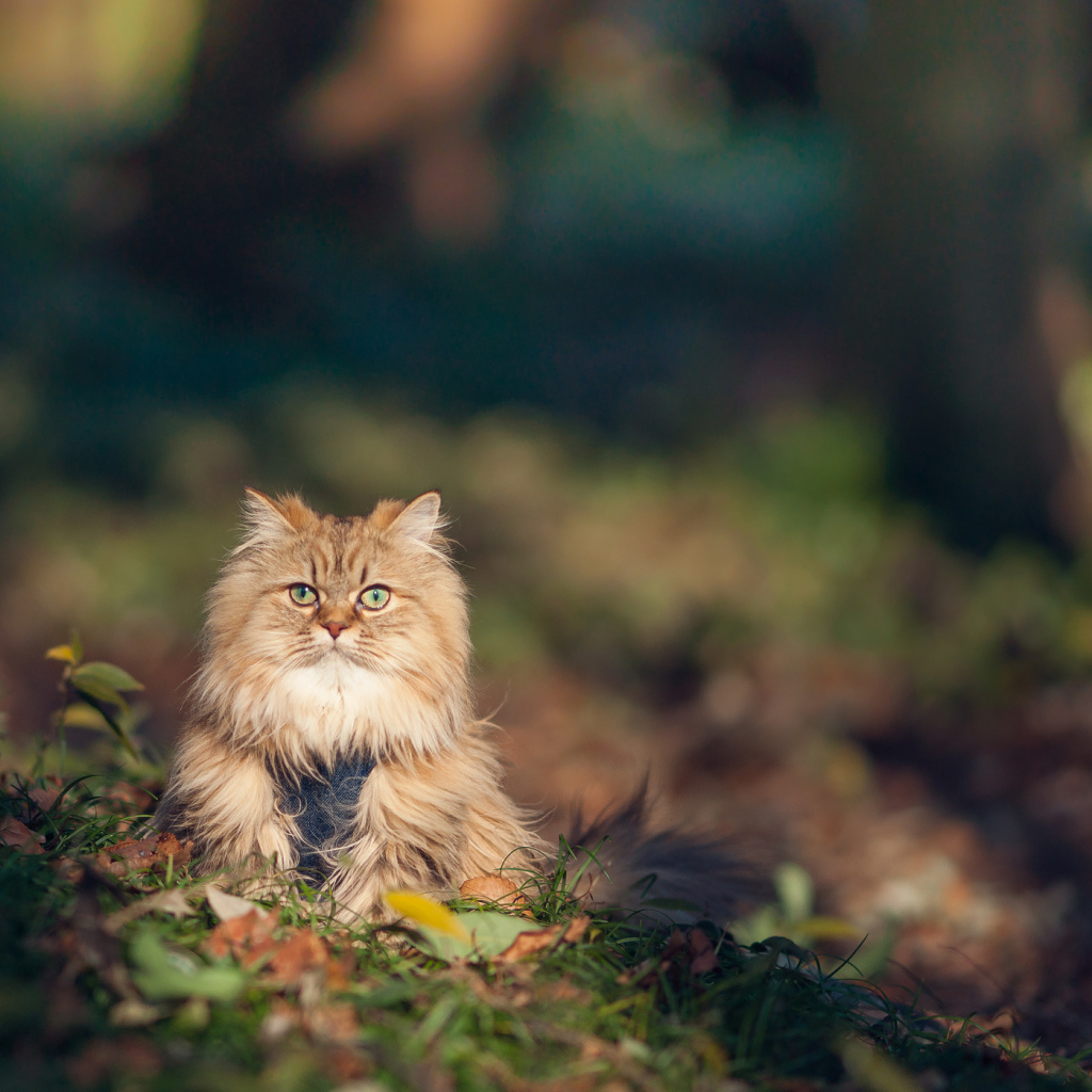 Красивый серьёзный кот в траве