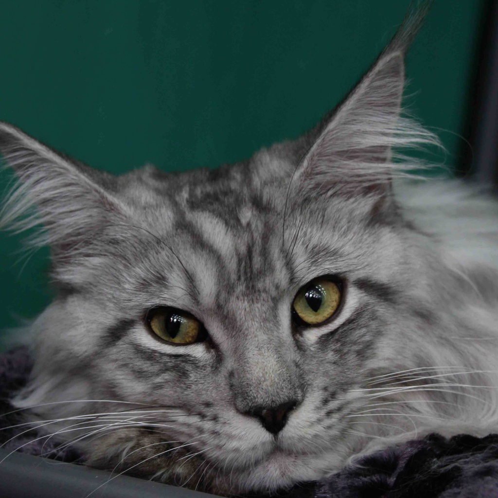 Серебристый красивый кот мейн-кун