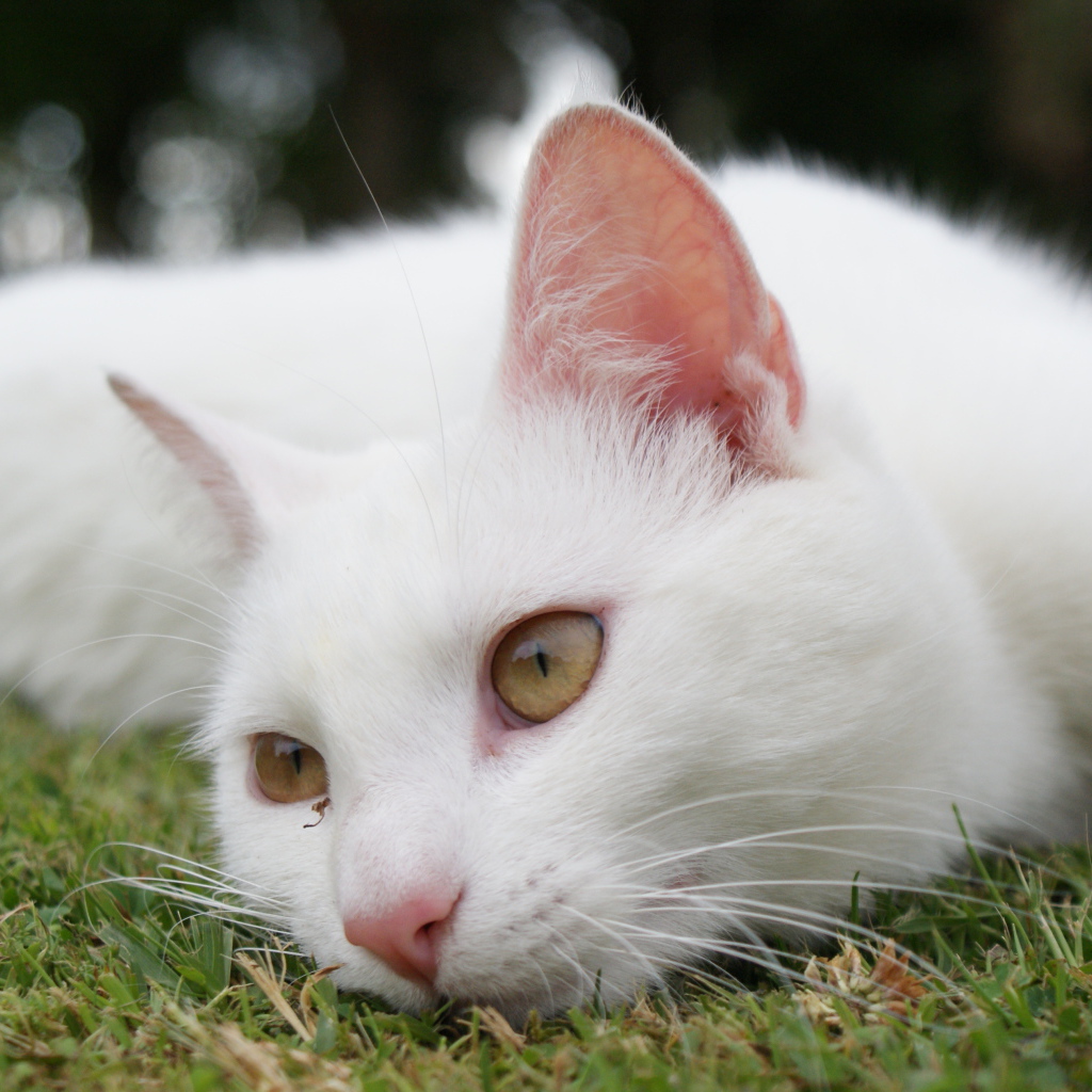 Красивый белый кот отдыхает на траве