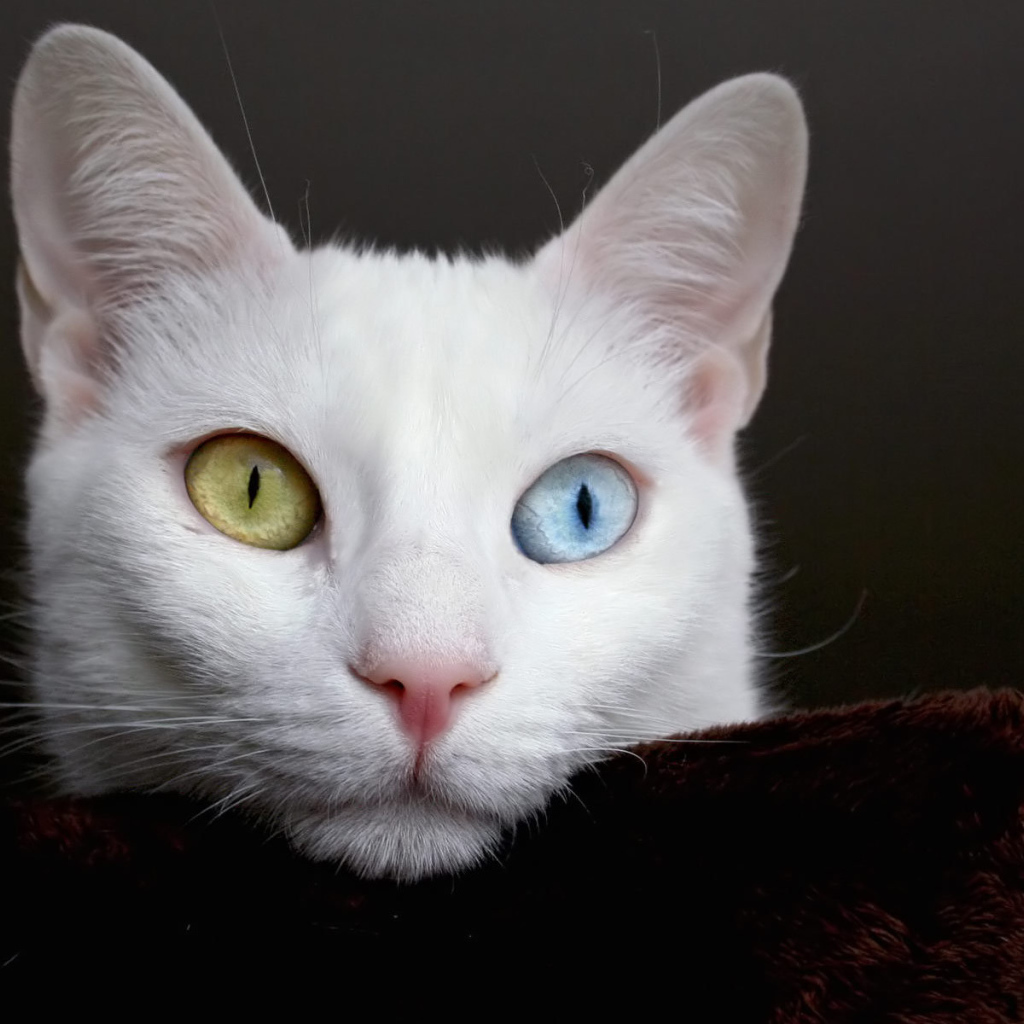 Красивый белый кот с разными глазами думает о вечном