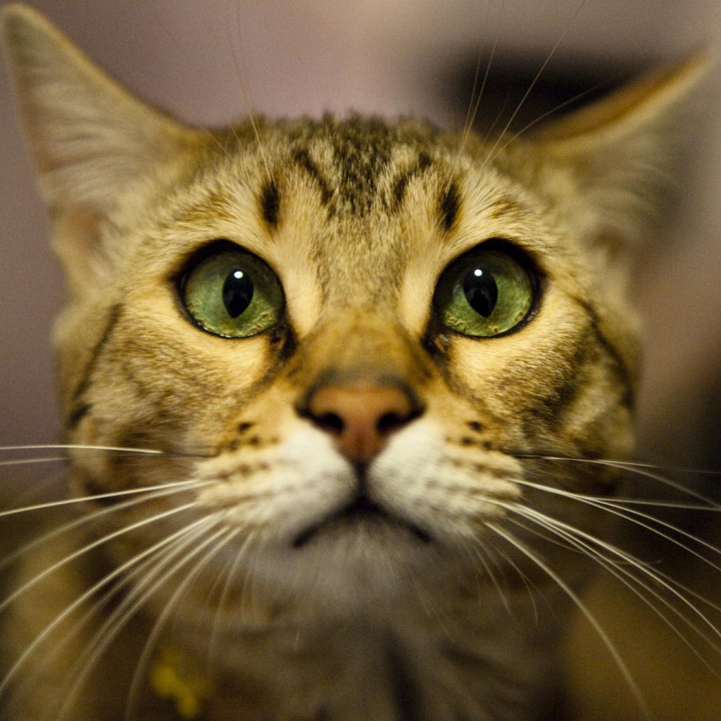 Бенгальский кот крупным планом